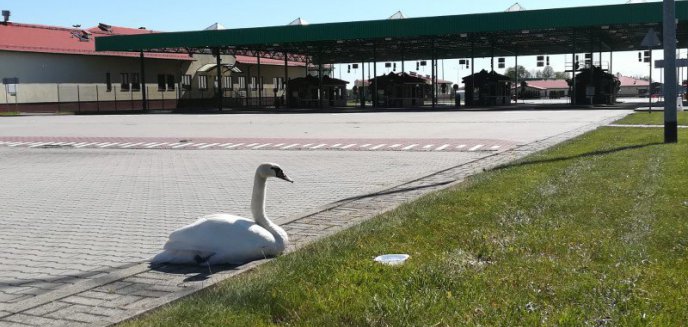 Artykuł: Nietypowy podróżny na przejściu