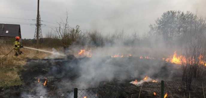 Artykuł: MIMO APELI WCIĄŻ ZMORĄ SĄ POŻARY TRAW I TRZCINY