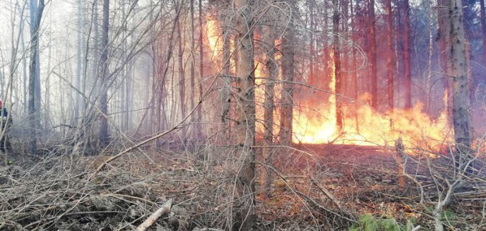 Artykuł: Pożar lasu w okolicach Lipowiny