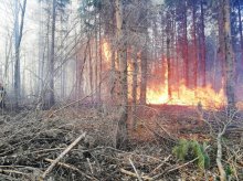 Pożar lasu w okolicach Lipowiny