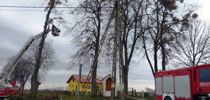 Artykuł: Silny wiatr i działania strażaków