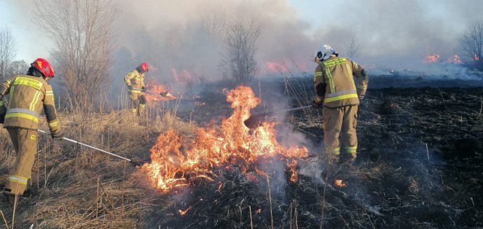 Artykuł: Stop pożarom traw