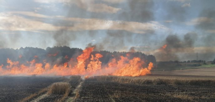 Duży pożar na polach w Lipowinie