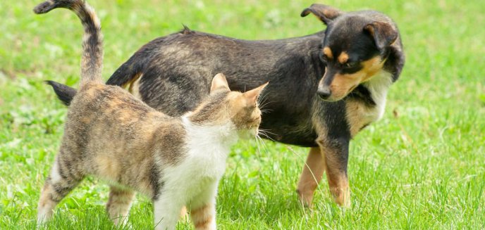 Artykuł: Wiosenne przebudzenie: jak pierwszy dzień wiosny wpływa na psy i koty