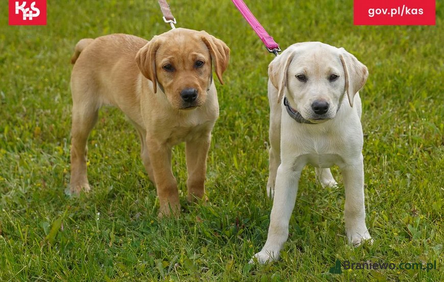 Przewodnicy i psy służbowe KAS, Policji i SG na wspólnych ćwiczeniach w Grzechotkach.