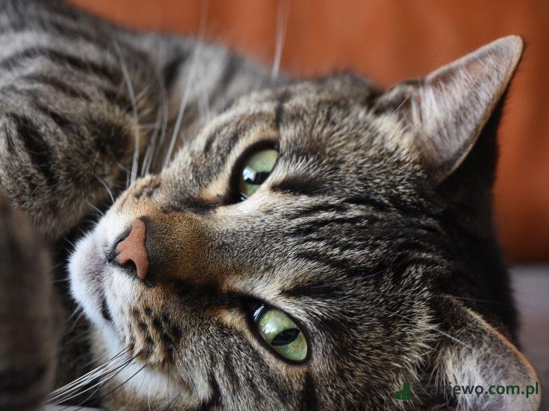 Regionalna nagroda przyjaciela zwierząt