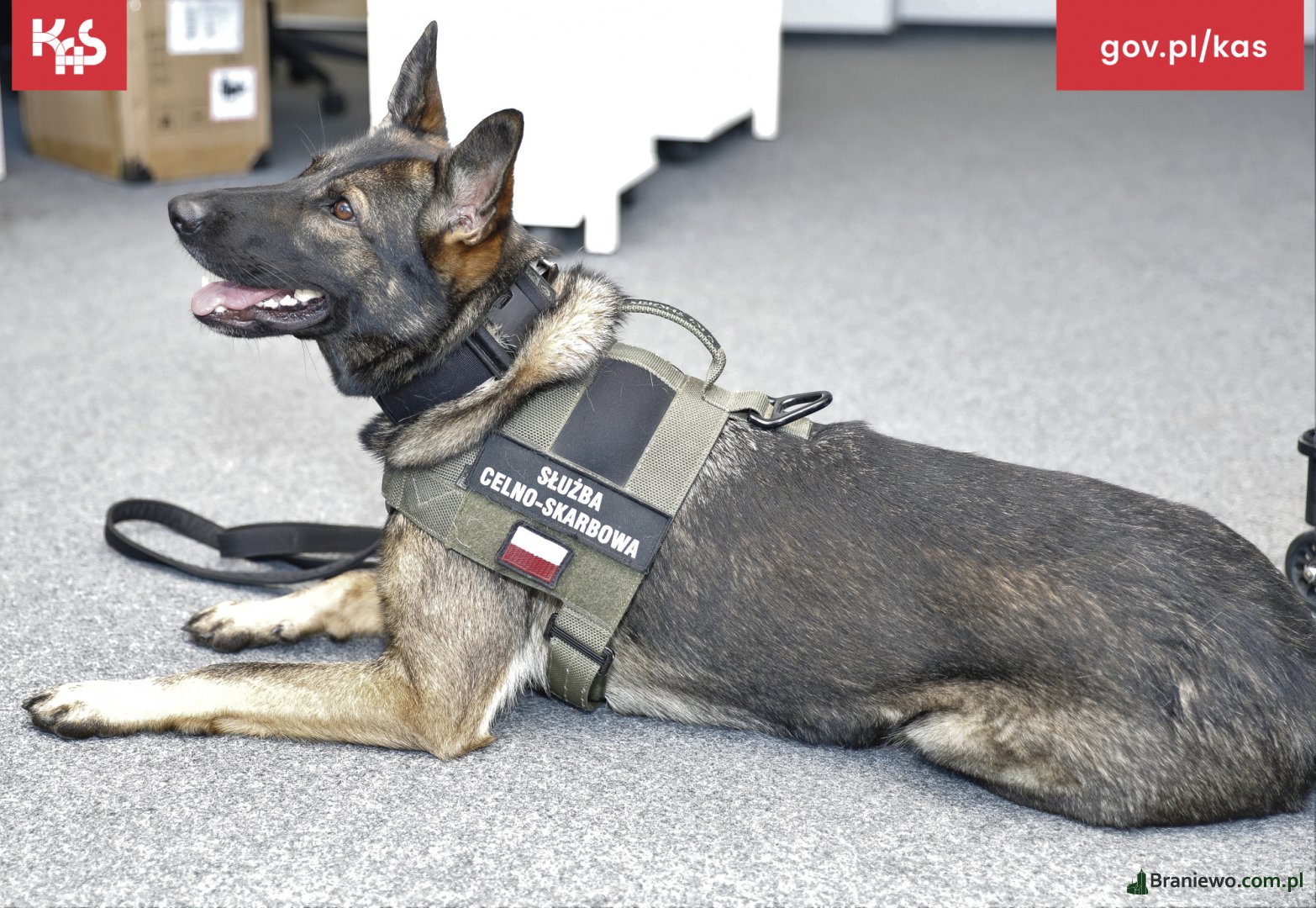 Paczuszki z amfetaminą