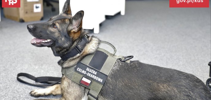 Paczuszki z amfetaminą