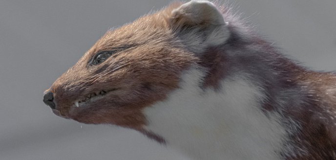 Gdzie zamontować urządzenie by działało jak najlepszy odstraszacz na kuny?