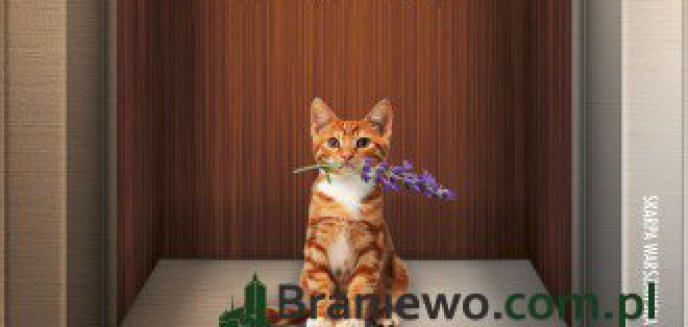 Recenzja: Winda do miłości Magdalena Witkiewicz, Alek Rogoziński