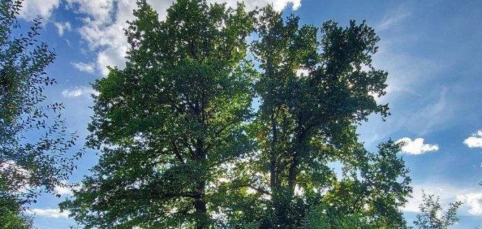 „Nagroda im. prof. Janiny Wengris“ - rusza nabór wniosków