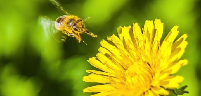 Sadzenie drzew i krzewów miododajnych 2026