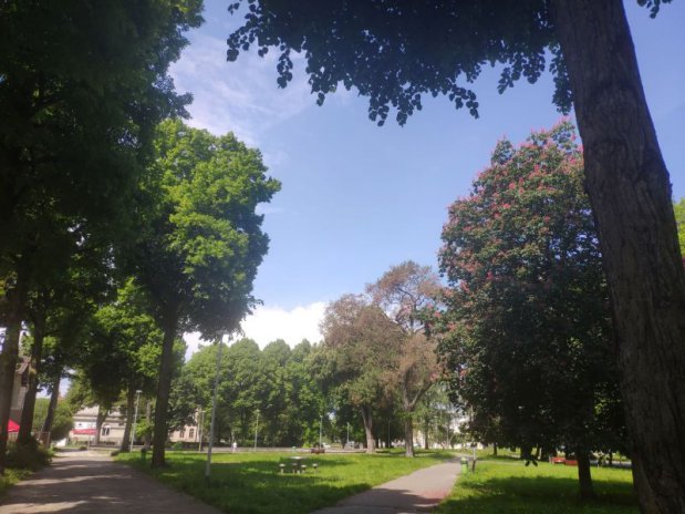 Drzewa i krzewy miododajne w Wilczętach i Fromborku