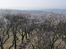 Hustopeče – wiosenne święto wina i migdałowców