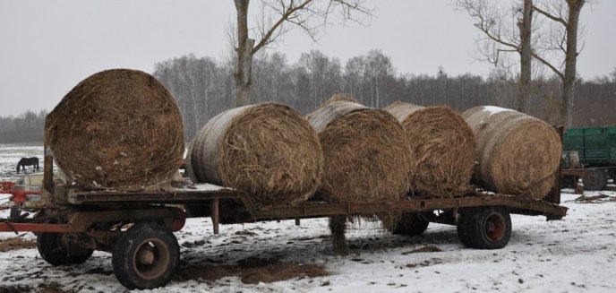 Artykuł: Kradli z pola baloty siana, zostali zatrzymani