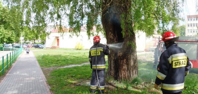 Artykuł: Celowe podpalenie drzewa – Braniewo