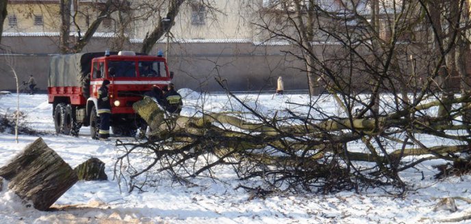 Artykuł: Kłopotliwe drzewo usunięte – Braniewo