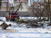 Kłopotliwe drzewo usunięte – Braniewo